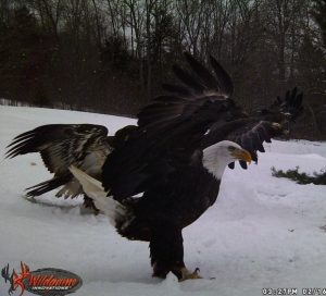 Bald Eagle February 2017