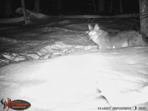 Coyote 1 February 2017