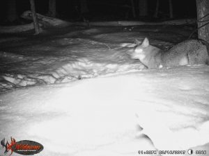 Coyote 2 February 16, 2017