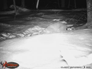 Coyote Moves to Carcass Feb. 2017